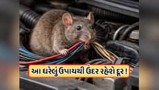 ઉંદરોના આતંકથી કેવી રીતે બચાવવી? આ ઘરેલું ઉપાય થઈ શકે છે મદદ, જાણો ડિટેલ્સ 