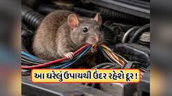 ઉંદરોના આતંકથી કેવી રીતે બચાવવી? આ ઘરેલું ઉપાય થઈ શકે છે મદદ, જાણો ડિટેલ્સ 