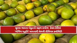 તાલાલાની કેસર હવે બનશે 'ગોલ્ડન કેરી': બેગિંગ ટેકનિકથી ખેડૂતોની કમાણીમાં મસમોટો ઉછાળો