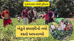 પાટીદાર ખેડૂતનો ફાર્મ પિકનિક આઈડિયા કામ કરી ગયો, મારા ખેતરમાં આવી જાતે તરબૂચ તોડો