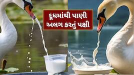 GK Quiz : એવું કયું પક્ષી છે, જે દૂધમાંથી પાણી અલગ કરી શકે છે ? જાણી લો જવાબ