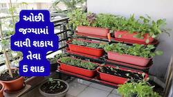 Gardening Tips: ઘરની ઓછી જગ્યામાં, ઓછી મહેનતે અને ઝડપથી ઉગી જતા 5 શાકભાજી 