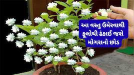 ગરમીમાં પણ મોગરાના છોડમાં આવશે સરસ મોટા ફૂલ, આ 3 વસ્તુ મિક્સ કરી દો માટીમાં