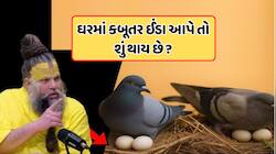 જ્યારે કબૂતર તમારા ઘરમાં કે બાલ્કનીમાં ઈંડા મૂકે છે ત્યારે તેનો શું અર્થ થાય છે?