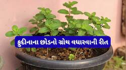 Mint Plant: ઉનાળામાં ફુદીનાના છોડમાં નાખો ફટકડીનું પાણી, ગરમીમાં પણ છોડ કરમાશે નહીં