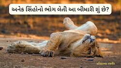 Breaking News : ગીરના જંગલમાં ભેદી રોગની એન્ટ્રી, એક પછી એક 8 થી વધુ સિંહોના મોત 