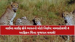 ગુજરાત હવે ટૂંક સમયમાં ચિત્તાઓથી ગુંજી ઉઠશે! વાઈલ્ડ લાઈફ ક્ષેત્રે ભારતનો મોટો નિર્ણય
