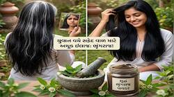 White Hair: જુવાનીમાં સફેદ થતા વાળને મૂળમાંથી કાળા કરવા 4 રીતે યુઝ કરો ભૃંગરાજ પાવડર