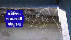 ઘરના ખૂણામાં નહીં દેખાય કરોળિયાના જાળા, દર થોડા દિવસે દિવાલો પર લગાડી દો આ વસ્તુ