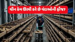 ચીનમાં કેમ પુષ્કળ પ્રમાણમાં વંદાઓનો ઉછેર કરવામાં આવે છે? કારણ જાણીને ચોંકી જશો