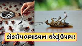કોકરોચ ભગાડવા માટે રામબાણ છે આ 3 રસોડાની વસ્તુઓ, ક્યારેય ફરી તમારા ઘરમાં નહીં આવે !