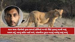 અમરેલીમાં સિંહણનો આતંક: યુવકનો શિકાર કરી આખું શરીર ફાડી ખાધું, ઘટનાસ્થળેથી માત્ર માથ