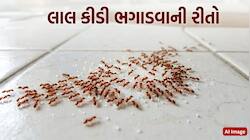 ઘરમાં લાલ કીડીઓનો ઉપદ્રવ વધારે છે? આ સરળ નુસખા અજમાવો, મિનિટોમાં ગાયબ થઈ જશે કીડીઓ