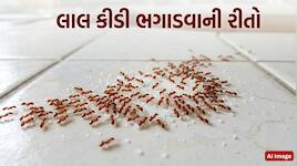 ઘરમાં લાલ કીડીઓનો ઉપદ્રવ વધારે છે? આ સરળ નુસખા અજમાવો, મિનિટોમાં ગાયબ થઈ જશે કીડીઓ