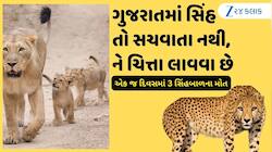 ગુજરાતમાં સિંહ તો સચવાતા નથી'ને ચિત્તા લાવવાની તૈયારીઓ! એક જ દિવસમાં 3 સિંહબાળના મોત