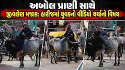 પાટણ-હારીજ હાઇવે પર યુવકનો જોખમી સ્ટંટ: નંદી પર સવારી કરતો ઘાતક વીડિયો વાયરલ