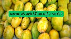  જાણો વરસાદ પડે પછી કેરી શા માટે ન ખાવી ? ચોમાસામાં કેરી સિવાય કયા ફળ ખાવા સારા ?