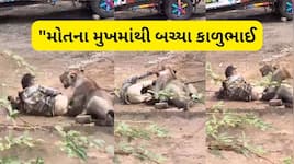 પાલિતાણામાં સિંહે માણસને શિકાર બનાવ્યો, હુમલો કર્યા બાદ પગ પકડીને જ બેસી ગયો સાવજ