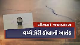 જીવ બચાવવો કે ઝેરી સાપથી બચવું? ચીનમાં પૂર વચ્ચે ઘરોમાં ઘૂસ્યા ફેણ ચડાવેલા કોબ્રા