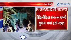 Video: સંવનન સમયે સિંહની પજવણી કરવી યુવાનને ભારે પડી, જીવ ગયો