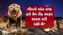 ગીરનો શાંત રાજા કેમ બન્યો રૌદ્ર? એક જ મહિનામાં સિંહના 7 હુમલામાં 6 લોકોના મોત