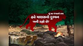 સૌરાષ્ટ્રની શાન પર સંકટ: વનરાજનો બદલાયો મિજાજ, સિંહ કેમ બની રહ્યા છે આક્રમક?