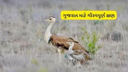  ગ્રેડ ઇન્ડિયન બસ્ટાર્ડ (GIB)ના સંવર્ધનમાં ગુજરાતે રચ્યો નવો ઇતિહાસ