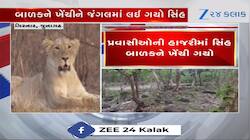 જૂનાગઢ: ગિરનારની સીડી પર સિંહે કર્યો બાળક પર હુમલો, પગથિયેથી ખેંચીને લઈ ગયો