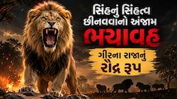 સિંહ સિંહ જ રહે, કૂતરો નહીં! પાલતુ સમજવાની ભૂલ નડી, 25 જ દિવસમાં 7 લોકોને ફાડી ખાધા!
