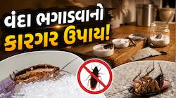 વંદાની ફૌજથી કંટાળી ગયા છો? ખાંડમાં આ એક વસ્તુ ભેળવો, વંદા-વંદી મિનિટોમાં ગાયબ!