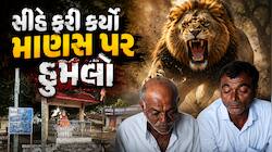 અમરેલી: ડાલામથ્થો ફરી કેમ ગુસ્સે ભરાયો? રબારીકા ગામે વૃદ્ધ પર સિંહનો હુમલો, વિસ્તારમ