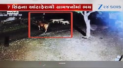 7 સિંહો પર ભારે પડી એક ગાય, રાજુલાના ખારીમાં સિંહોના આંટાફેરાથી હડકંપ