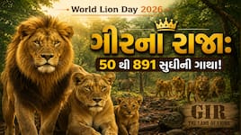 World Lion Day પર જાણો ગુજરાતના સિંહો માટે વાઇલ્ડલાઇફ કોરિડોર કેમ જરૂરી?