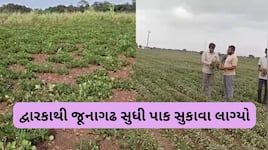 ચોમાસું વિદાયના આરે, પણ સૌરાષ્ટ્ર-કચ્છ તરસ્યું: 8 જિલ્લામાં પાણીની ભારે અછત