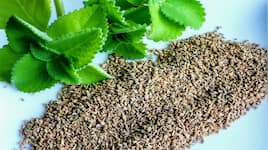 Ajwain: પેટ માટે અકસીર દવા છે અજમા, જાણો અજમા કઈ કઈ બીમારી દુર કરવામાં કરી શકે મદદ