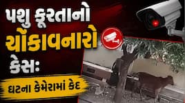 ઘોર કળિયુગ..! રાજકોટમાં ગાયને વિરાન જગ્યાએ લઈ જઈને નરાધમ પ્રૌઢે આચર્યું સૃષ્ટિ વિરુદ