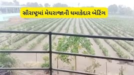 સૌરાષ્ટ્રના અનેક જિલ્લામાં સારો વરસાદ, ધરતીપુત્રો ખુશખુશાલ: પાકને મળ્યું નવજીવન