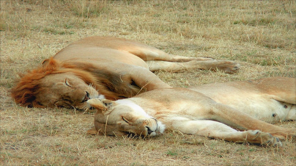 GIR-LION-DEATH-file-photo.-.jpg