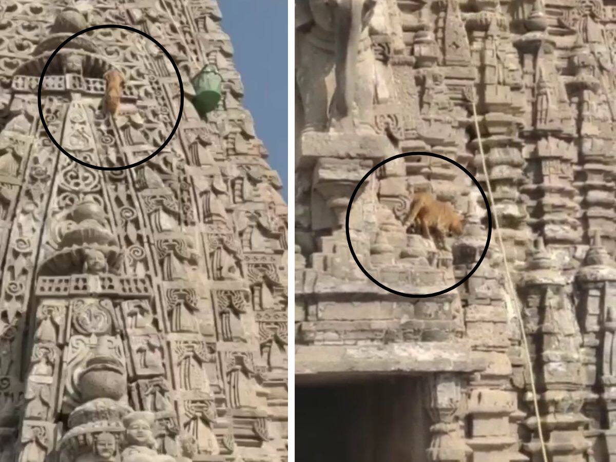cat reach on dwarka temple 
