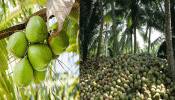 Coconut Farming નો નવો ટ્રેન્ડ! ઓછી મહેનત અને ઓછા રોકાણમાં તગડી કમાણી, જાણો કઈ રીતે