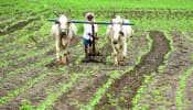 ગાય આધારિત ખેતી કરી એક પણ રૂપિયાના ખર્ચ વગર કરે છે કરોડોની કમાણી, વિદેશી ગોરાઓ પણ શિખવા આવે છે