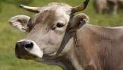 માનવતાને શર્મસાર કરતી ઘટના, બંગાળમાં ગર્ભવતી ગાયની સાથે એક વ્યક્તિએ કર્યો બળાત્કાર