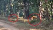 જંગલમાં 'કુંતી' સાથે ફરતા જોવા મળ્યા 5 પાંડવ! IAS Officer એ શેર કર્યો વીડિયો