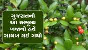 આયુર્વેદનો ખજાનો ગણાતો આ છોડ હવે ગુજરાતમાંથી ગાયબ થઈ રહ્યો છે, પોષક તત્વોનો ભંડાર છે