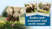 દિલ્હીના પ્રાણી સંગ્રહાલયમાં વાગશે શરણાઈ, 'શંકર'ની દુલ્હન શોધવા US એમ્બેસીનો સંપર્ક!