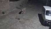 મોડી રાત્રે સાવજોની લટાર CCTVમાં કેદ, ભાવનગરના ગ્રામ્ય પંથકનો વીડિયો વાયરલ 