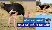 ધરતી પરનું એક એવું પક્ષી જે સૌથી વધુ સહન કરી શકે છે ગરમી... 