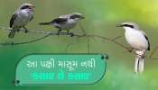 આ પક્ષીની માસૂમિયત પર ન જશો... તમે આને કસાઇ કેશો તો પણ જરા ખોટું નથી!