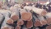 ખેરના લાકડાની તસ્કરી કરતા 4 લોકોની ધરપકડ, નવસારીના વાંસદા જંગલમાંથી 50 હજારના લાકડા જપ્ત