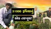 51000 રૂપિયાનું એક તરબૂચ! ગુજરાતના આ ખેડૂતે ઈતિહાસ રચ્યો, એક લાખનું કામ 1 હજારમાં કર્યું